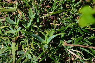 アロエの緑色の葉