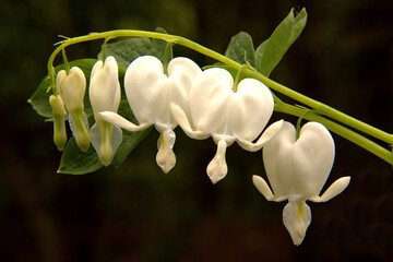 Artistic closeup of spring-blooming white bleeding heart (Dicentra spectabilis) with heart-shaped flowers dangling from long arching stem against dark background.