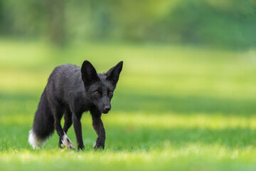 Black/Silver fox with a green background