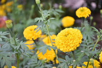 Yellow marigold flower, natural blurred background.