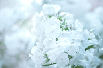 white delicate hydrangea flowers with blurred background, close-up