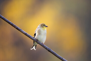 goldfinch on a branch, with yellow changing fall leaves as a background. Bird portrait