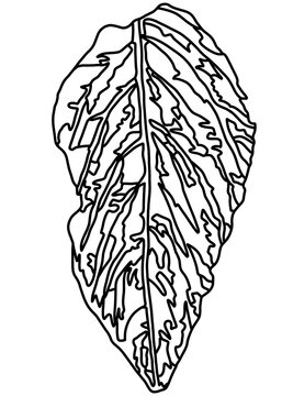 
Coloring leaf with black lines on a white background