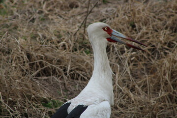 Ciconia maguari