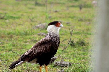 Southern Caracara