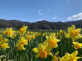 諏訪市上川土手の桜と水仙