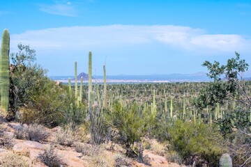 Fototapeta na wymiar A long slender Saguaro Cactus in Saguaro National Park, Arizona