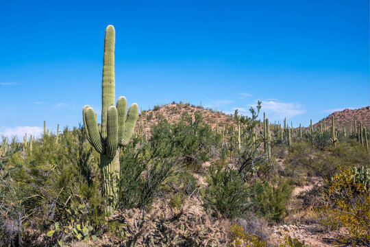 A long slender Saguaro Cactus in Saguaro National Park, Arizona © CheriAlguire