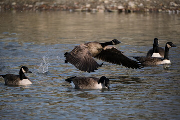 a Canada Goose (Branta canadensis) part of a flock on a lake taking flight part of the migration