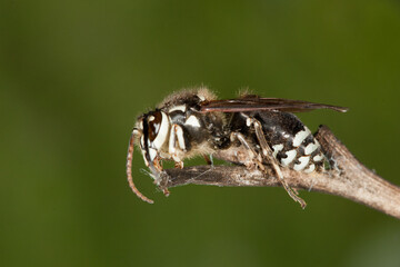 Bald Face Hornet taken in southern MN