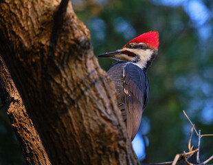 Head shot of a Pileated Woodpecker (Dryocopus pileatus) on a tree in the forest against green foliage