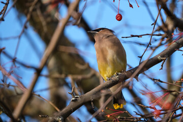 a Cedar waxwing, Bombycilla cedrorum perched on a tree branch of a crabapple in fruit