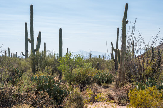A long slender Saguaro Cactus in Saguaro National Park, Arizona © CheriAlguire