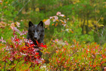 Gray Wolf, black morph taken in central MN under controlled conditions
