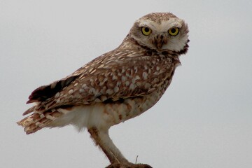 Burrowing owl
