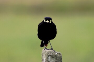 Spectacled Tyrant 