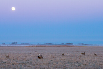 Greater Prairie Chicken male displaying on booming ground in northern MN