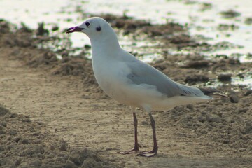 Fototapeta premium Seagull