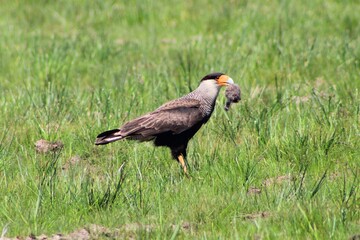 Southern Caracara