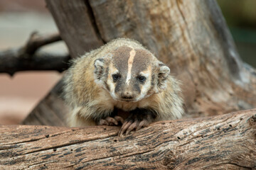 American Badger taken in south dakota