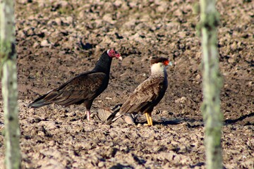 Southern Caracara and Red-Headed Vulture eating an armadillo