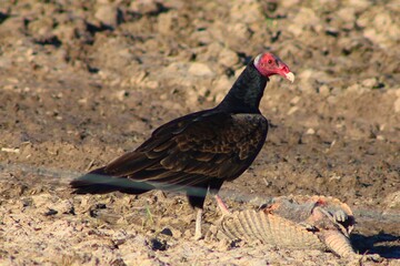 Red-Headed Vulture eating an armadillo