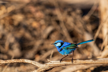 A male Splendid Fairywren (Malurus splendens) in his colourful breeding plumage.