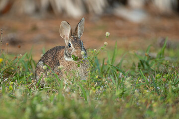 Eastern Cottontail Rabbit juvenile taken in central MN