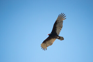 Fototapeta premium Turkey Vulture adult in flight taken in southern MN