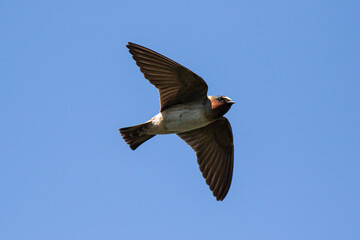 Cliff Swallow in flight taken in central MN