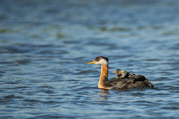 Red-necked Grebe