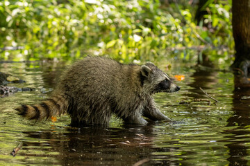 Northern Raccoon in water taken in southern MN