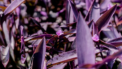 Fototapeta na wymiar Purple heart plants