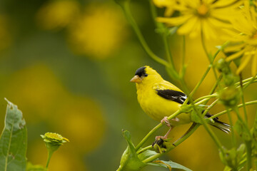 American Goldfinch adult male in yellow flowers taken in souther MN