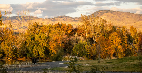 Trees in Boise River Park