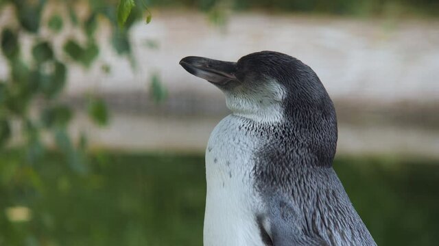 Cute white-flippered penguin. Eudyptula minor albosignata