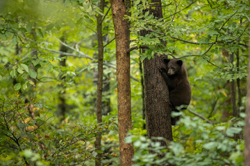 Black Bear cub in tree taken in norhtern MN in the wild © Stan