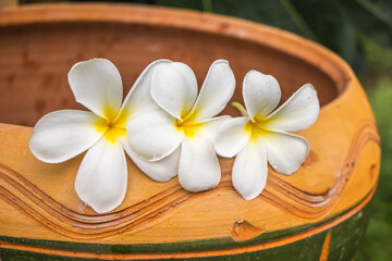 Fototapeta na wymiar cute frangipani on terracotta basin