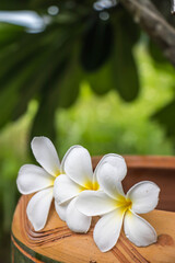 Fototapeta na wymiar cute frangipani on terracotta basin