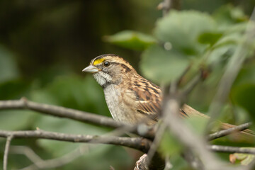White-throated Sparrow taken in northern MN