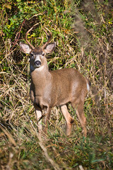 2020-11-08 A LAGE BUCK DEER WITH VEGETATION AS A BACKDROP 