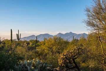 Naklejka premium A long slender Saguaro Cactus in Saguaro National Park, Arizona