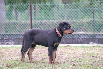 Rottweiler puppy dog, four months old.