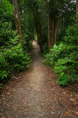 Hiking trail inside a beautiful lush tropical forest in South East Asia
