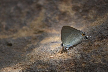 Fototapeta premium butterfly on a rock