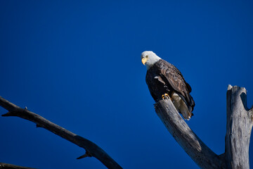 2020-11-08 A LONE EAGLE ROOSTING ON A OLD SNAG WITH A BRIGHT BLUE SKY IN ISSAQUAH WASHINGTON