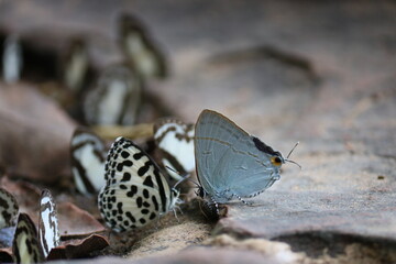 butterfly on the ground