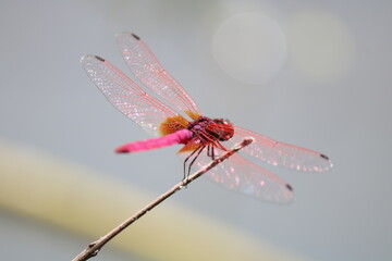 dragonfly on a branch