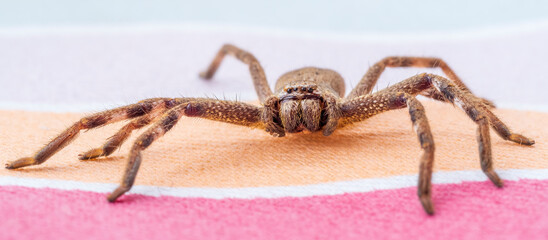 A large brown arachnid commonly known as a Huntsman Spider with a scientific name of Holconia...
