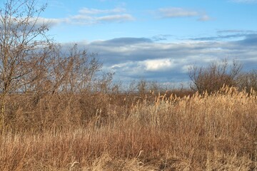 Meadow with tall dryed out grass and weed in the autumn sunshine